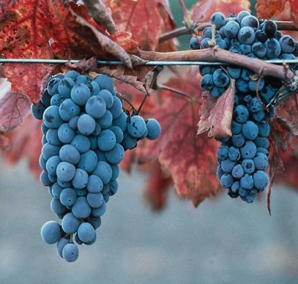 Виноград 'Каберне северный'