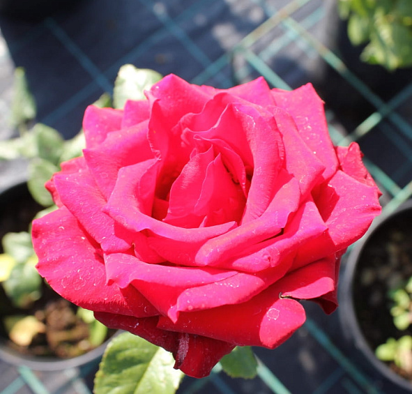 Роза 'Престиж' (чайно-гибридная) (красная)