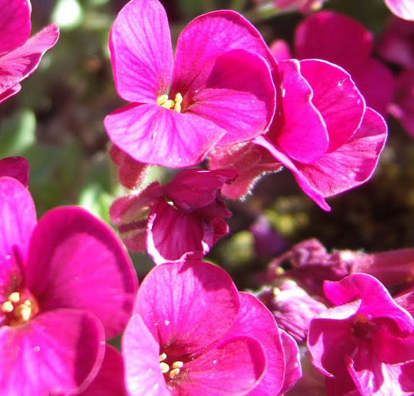 Аубриета гибридная Ред Карпет