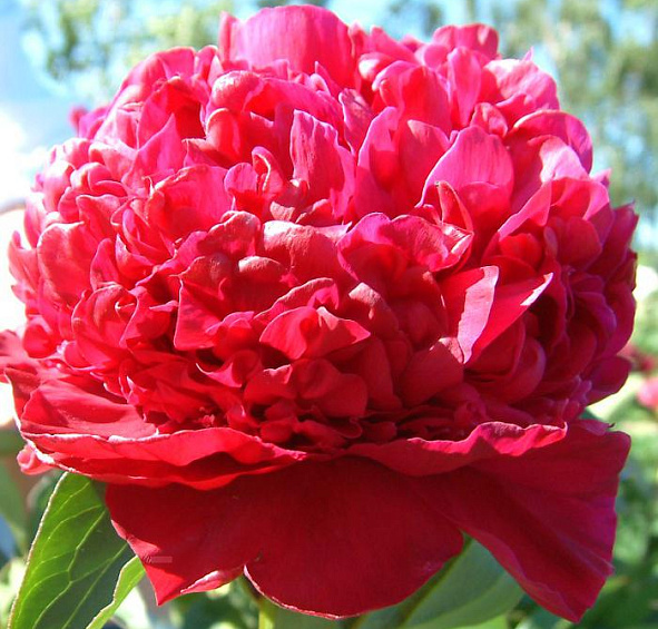 Пион Инспектор Лаверне