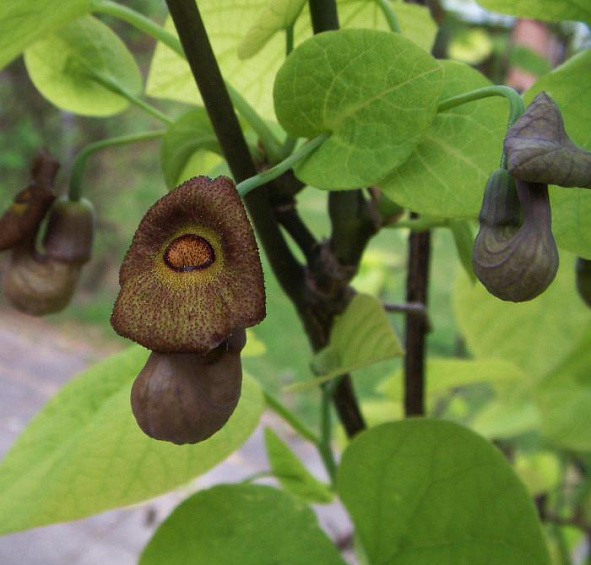 Аристолохия крупнолистная