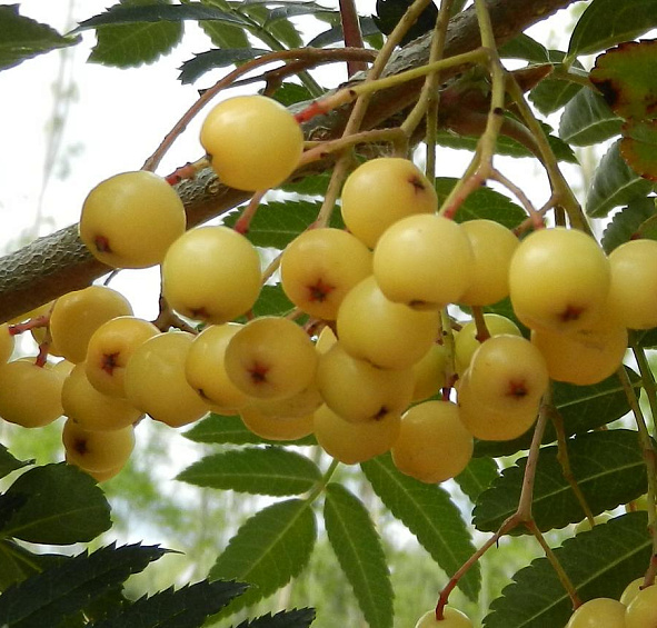 Рябина обыкновенная 'Джозеф Рок'