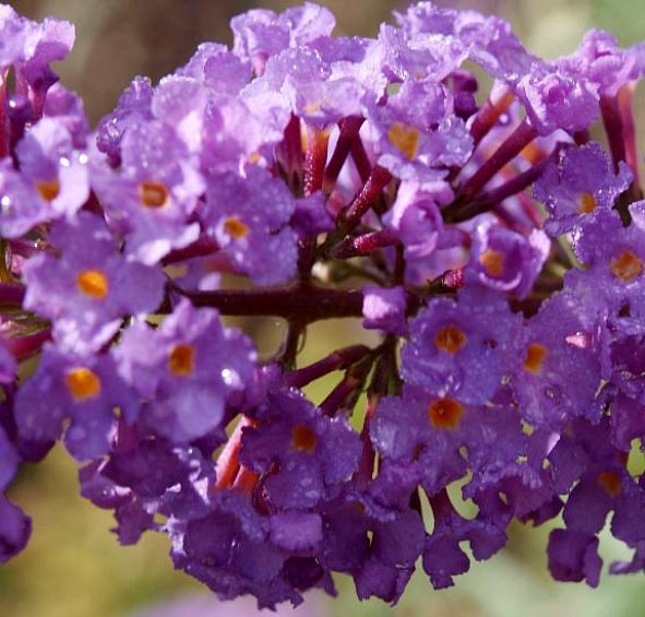 Буддлея Давида 'Бордер Бьюти'
