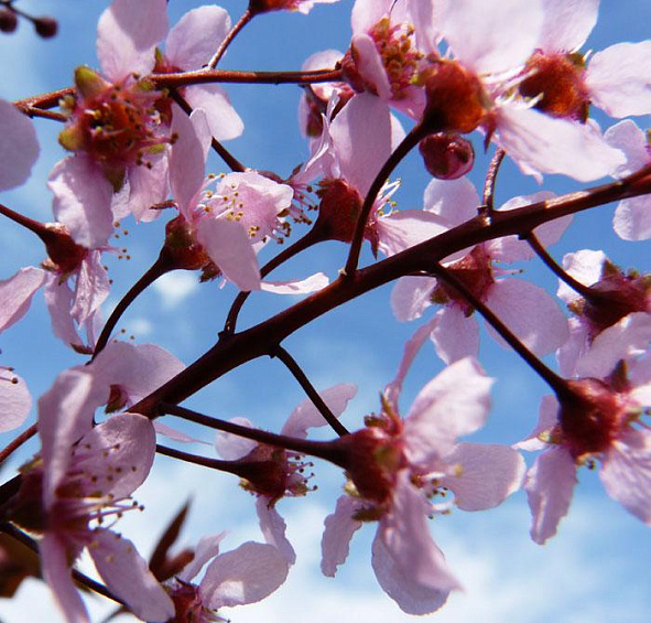 Черемуха обыкновенная 'Колората'