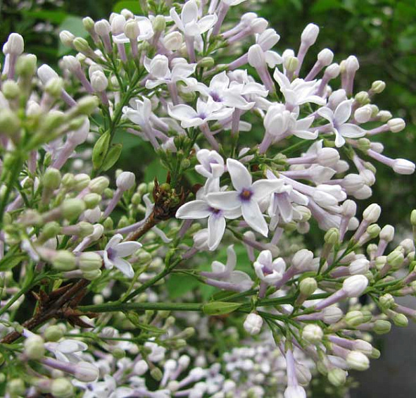 Сирень китайская 'Биколор' (белая)