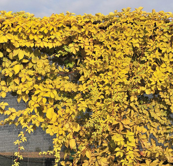 Виноград девичий 'Еллоу Уолл'