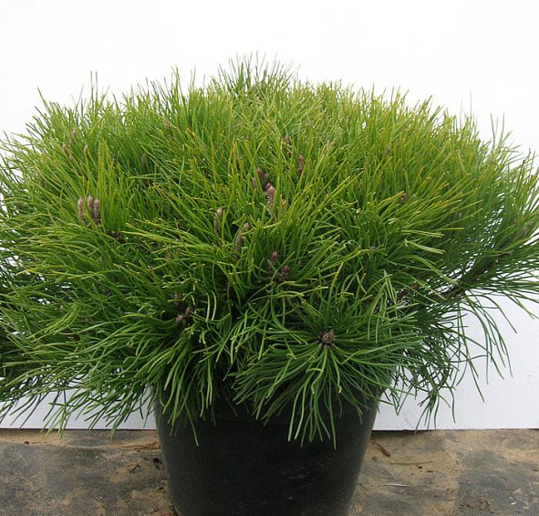 Сосна горная 'Мугус'