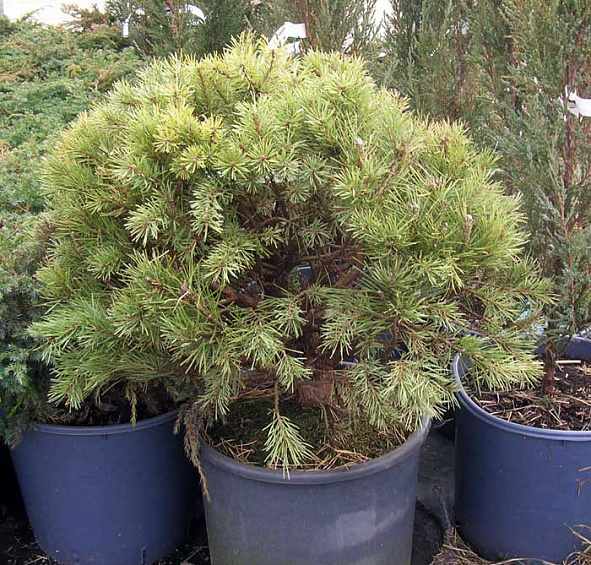 Сосна обыкновенная 'Ватерери'