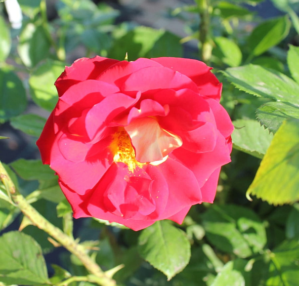 Роза 'Кетчап энд Мастед' (чайно-гибридная) (красная с желтым)