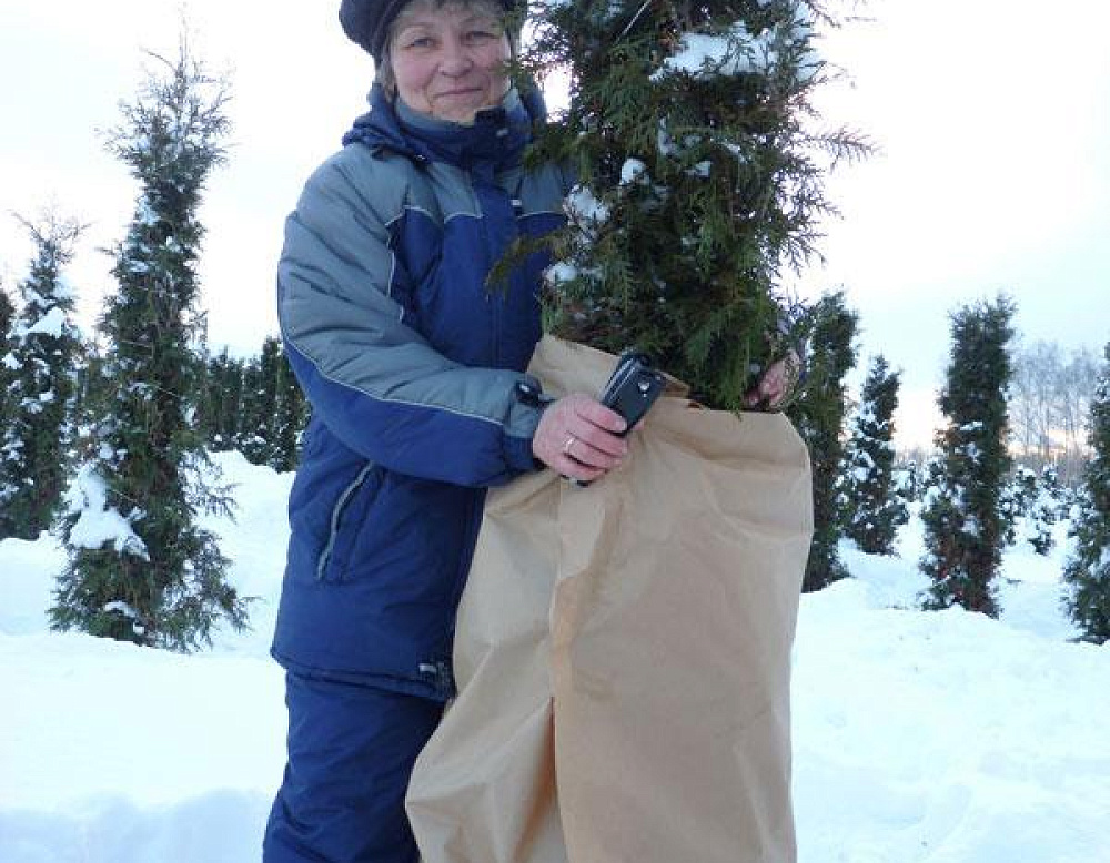 Фотоальбом Укрытие туй от зимних солнечных ожогов Укрытие туй, садовый центр "Южный". Фото 8.