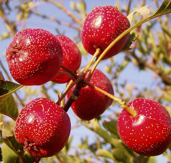 Яблоня ягодная