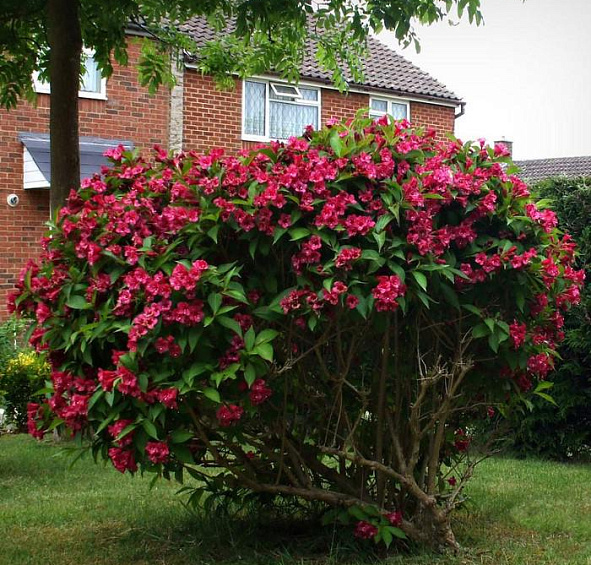 Вейгела гибридная Ева Ратке (Eva Rathke)