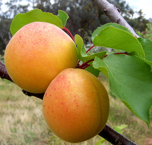 Абрикос 'Царский'