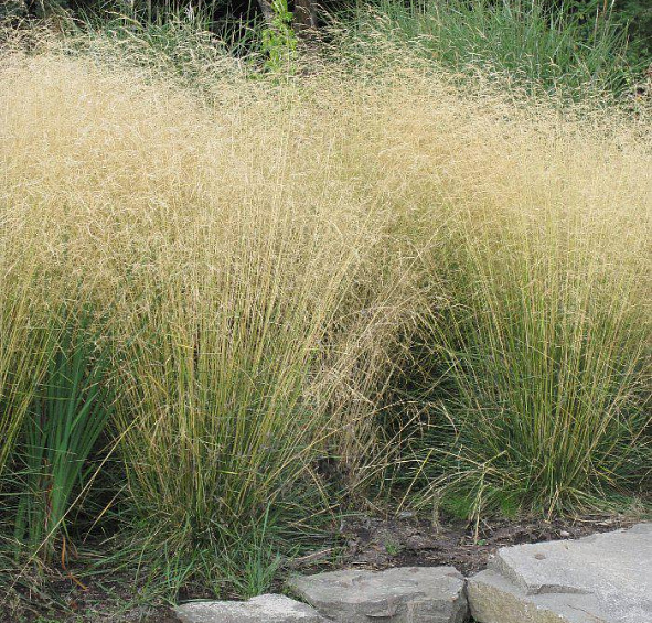 Луговик дернистый (щучка)