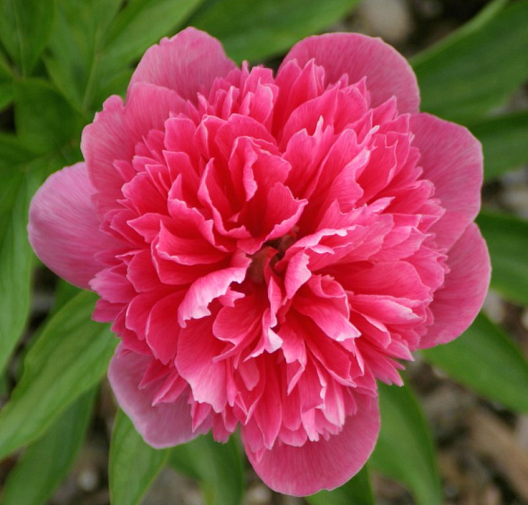 Пион лекарственный 'Розеа Плена' (розовый)