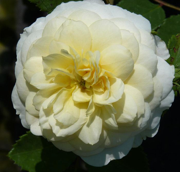 Роза 'Крокус Роуз' (шраб) (персиково - белая)