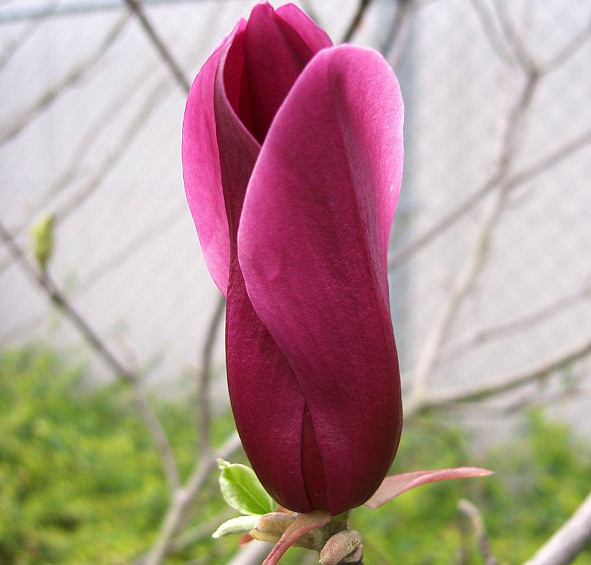 Магнолия 'Сусан'