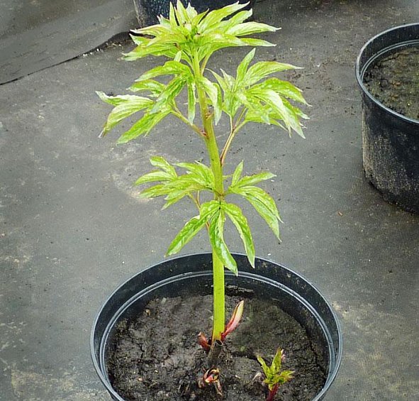 Пион молочноцветковый 'Александр Флеминг' (розовый)