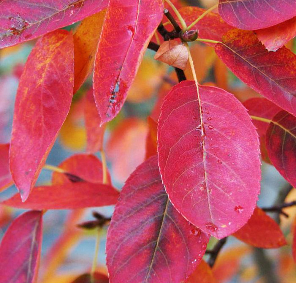 Ирга канадская (ламарка)