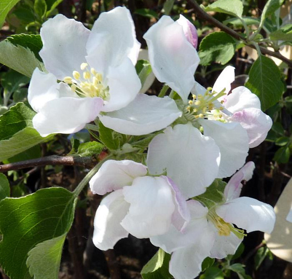 Яблоня домашняя 'Рождественское'