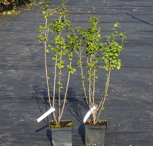 Смородина альпийская 'Шмидт'