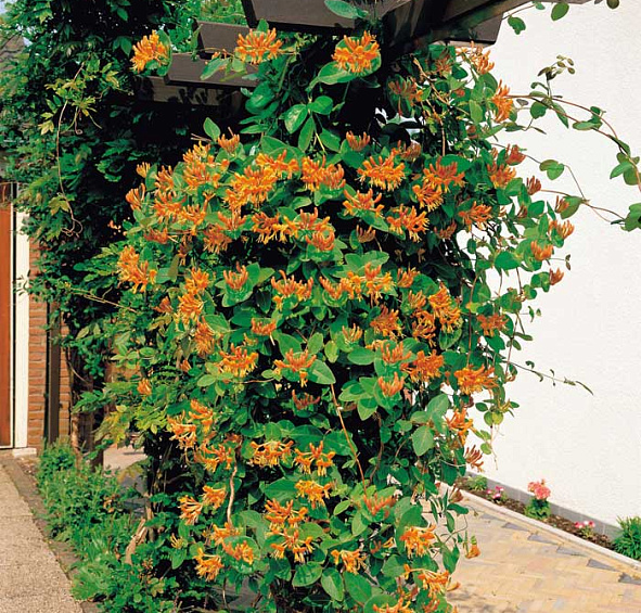 Жимолость вьющаяся Гекрота (Lonicera Heckrottii)