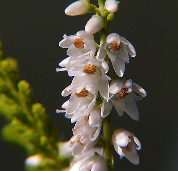 Вереск обыкновенный 'Ганновер' (белый лист желтый)