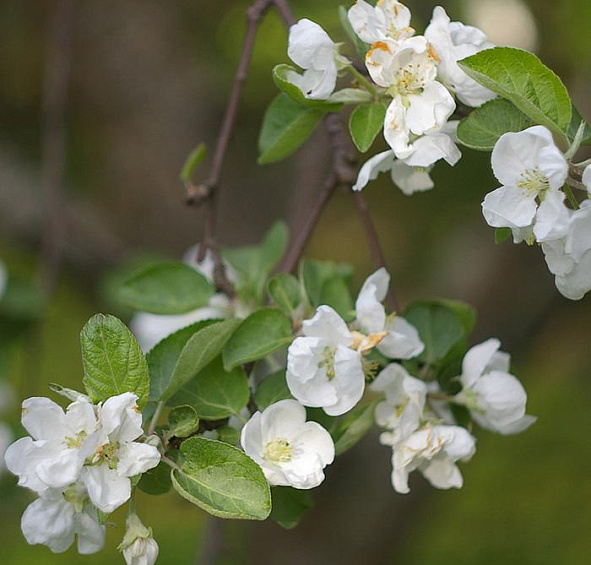 Яблоня домашняя 'Антоновка'