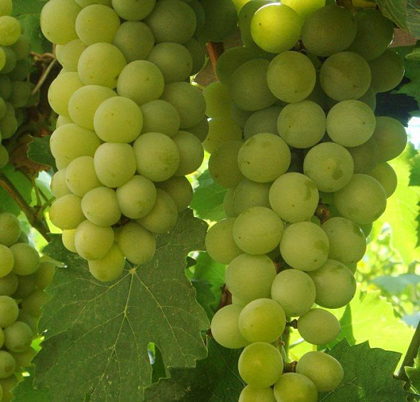 Виноград 'Цитронный Магарача'