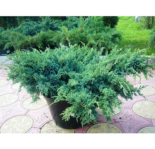 Можжевельник чешуйчатый 'Холгер'