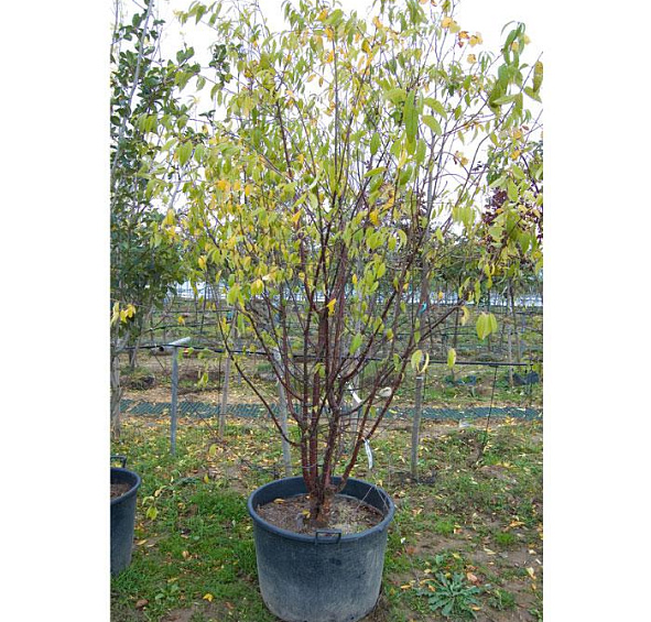 Вишня мелкопильчатая (сакура)