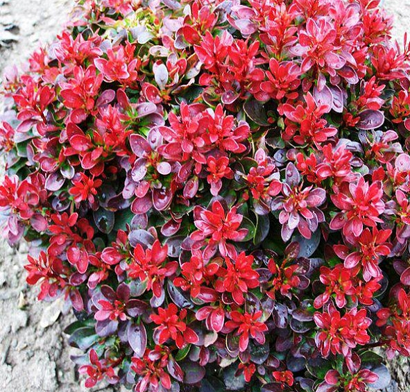 Барбарис Тунберга 'Багатель'