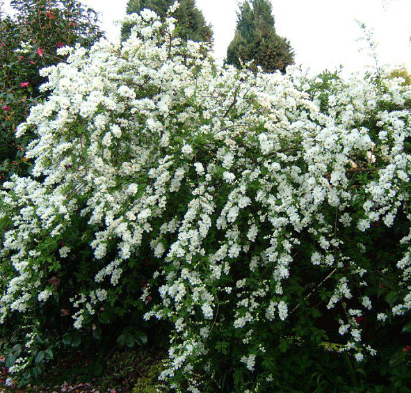 Экзохорда крупноцветковая 'Брайд'