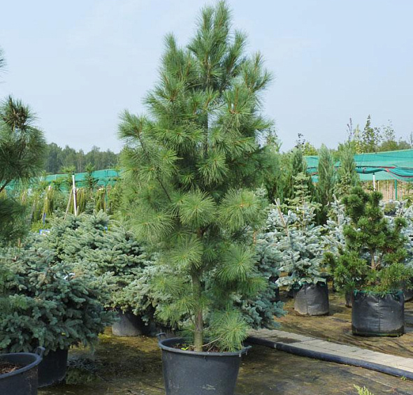 Крупномер сосна веймутова Фастигиата (strobus Fastigiata)