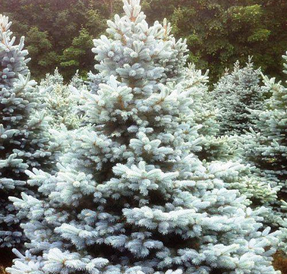 Ель колючая 'Беби Блю Ай'