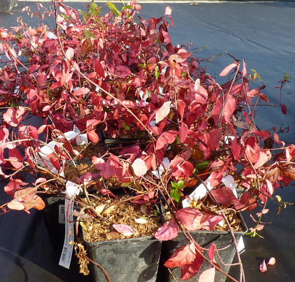 Бересклет Форчуна (зеленолистный)