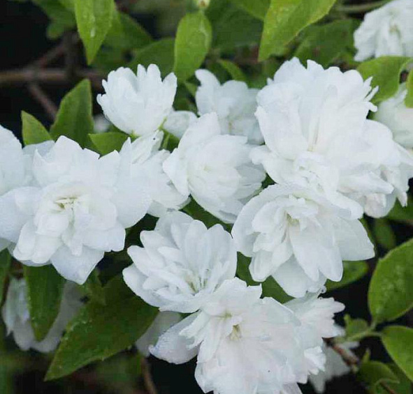 Чубушник 'Фрости Морн’