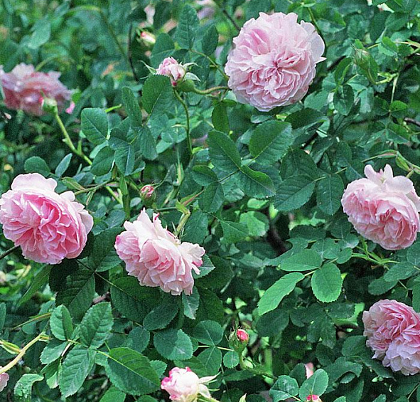 Роза Ле Катр Сезон (Les Quatre Saisons)