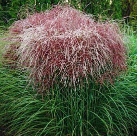 Мискантус китайский 'Ротер Пфайл'