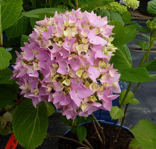 Гортензия крупнолистная 'Эндлесс Саммер блю'