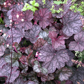 Гейхера гибридная 'Каскад Доун'
