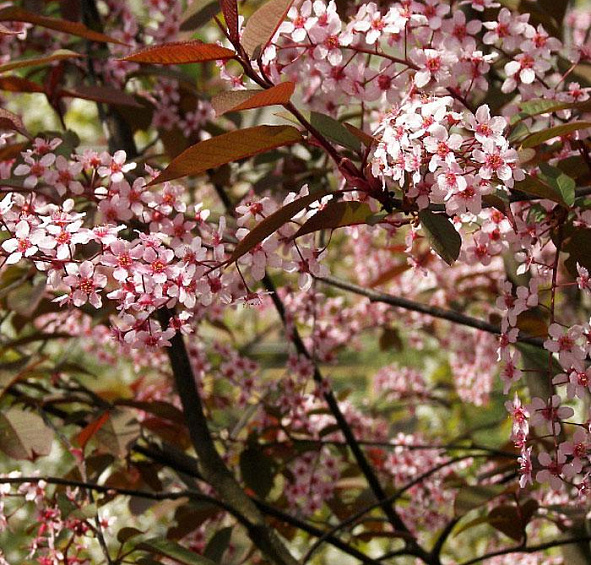 Черемуха обыкновенная 'Колората'