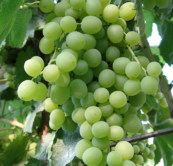 Виноград 'Кристалл'