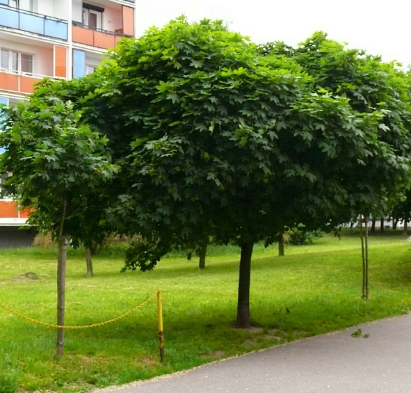 Клен остролистный 'Глобозум'