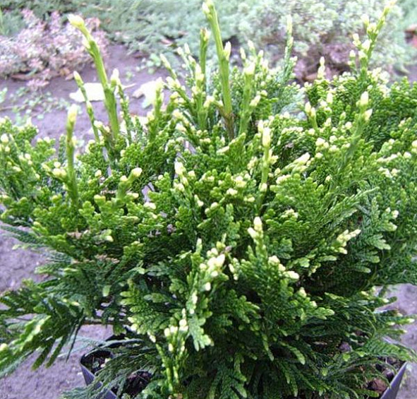 Туя складчатая 'Кан Кан'