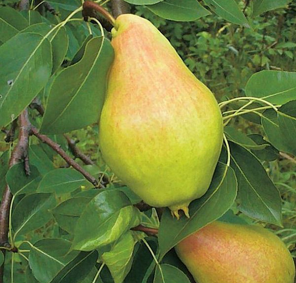 Груша 'Видная'