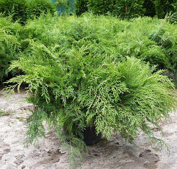 Микробиота перекрестнопарная 'Лукас'