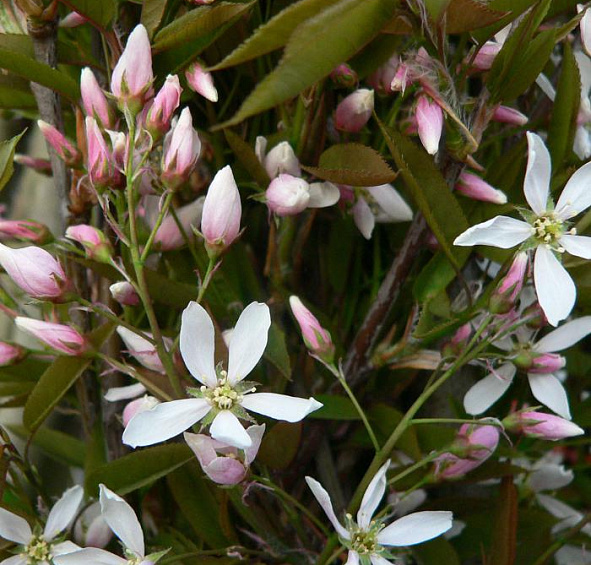 Ирга древовидная Робин Хилл (Robin Hill)