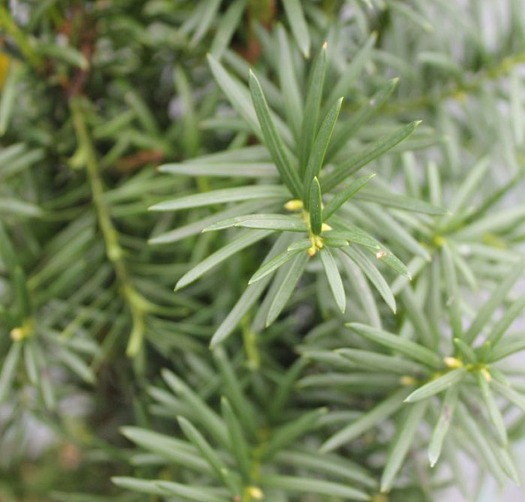 Тис средний 'Хикси'