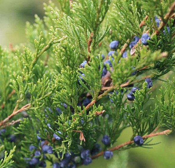 Можжевельник пфитцериана 'Минт Джулеп'